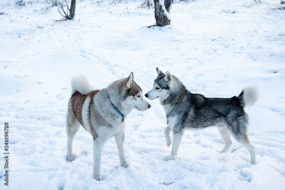 two husky dog in the snow winter forest