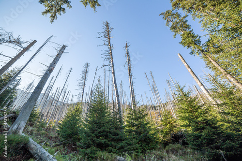 Dead forest wide angle photography. Pine trees after air pollution and acid rains.