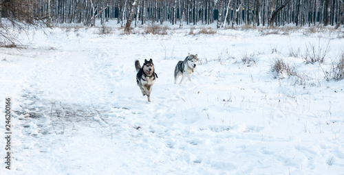 two dirty husky dog with different color eyes running in the winter park