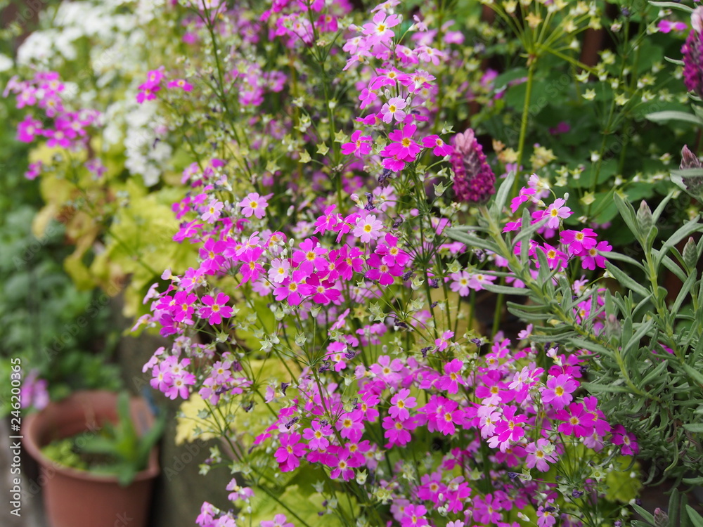 Obraz premium 春の花