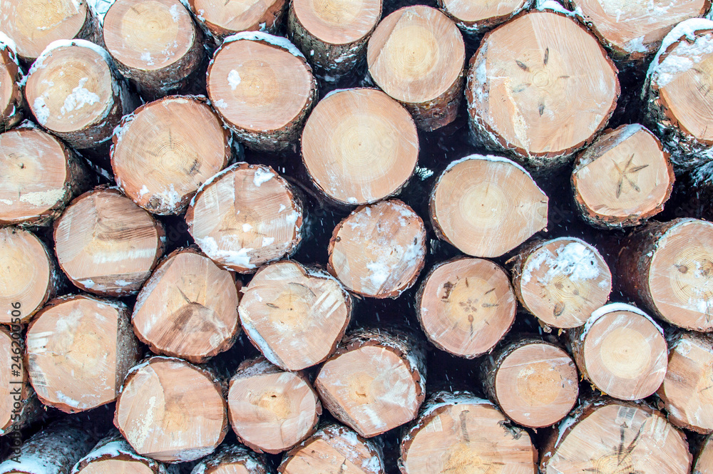 Frontal view of stacked tree trunks. winter Frontal view of stacked tree trunks. winter