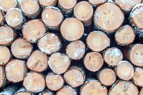 Frontal view of stacked tree trunks. winter 