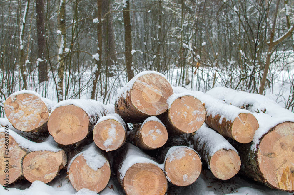 pine logs lie in the winter in the forest pine logs lie in the winter in the forest