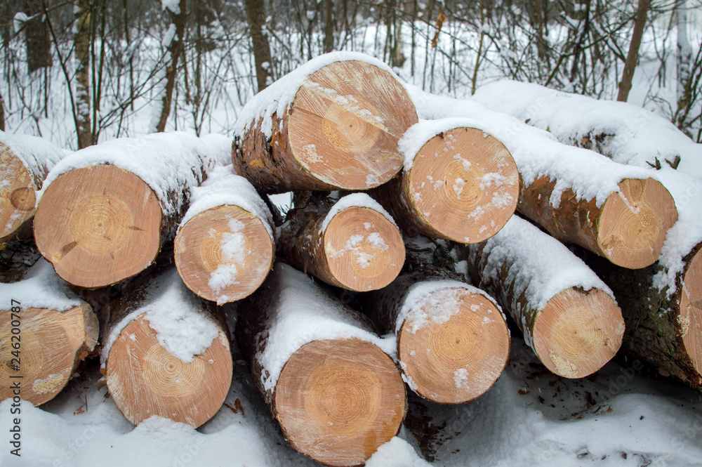 logs lying under the snow in the forest logs lying under the snow in the forest