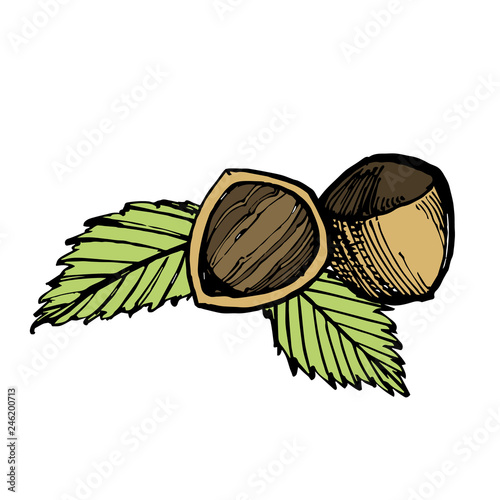 Hazelnuts sketch illustrations. Vector Hand drawn illustrations isolated on white background.