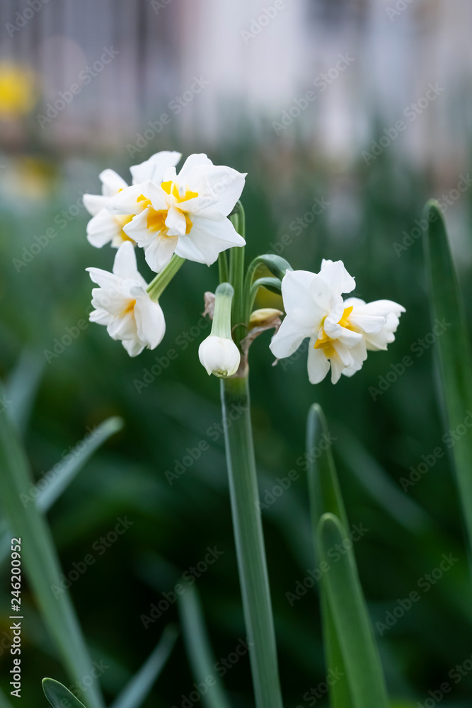 Daffodil flower. Daffodil flowers and green leaves