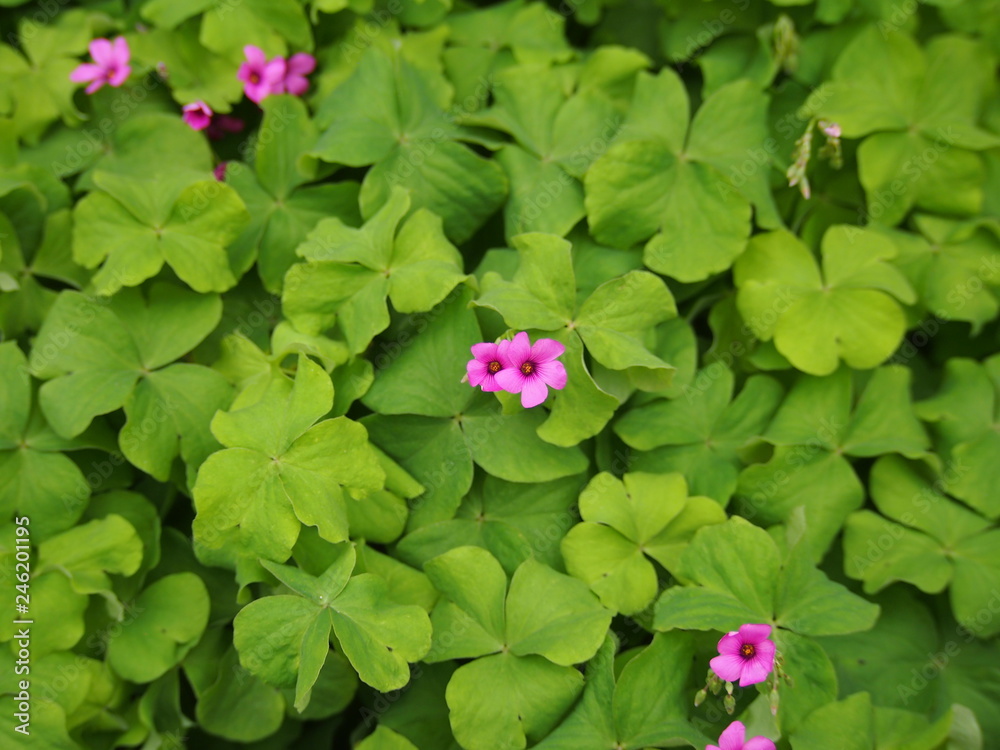 Naklejka premium 春の花