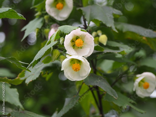 春の花