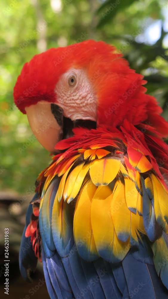 Obraz premium scarlet macaw red bird