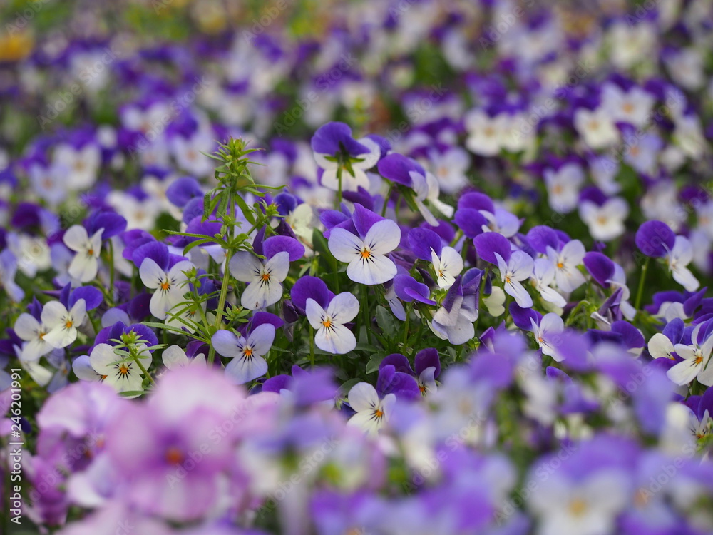 Fototapeta premium 春の花