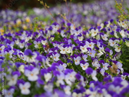 春の花