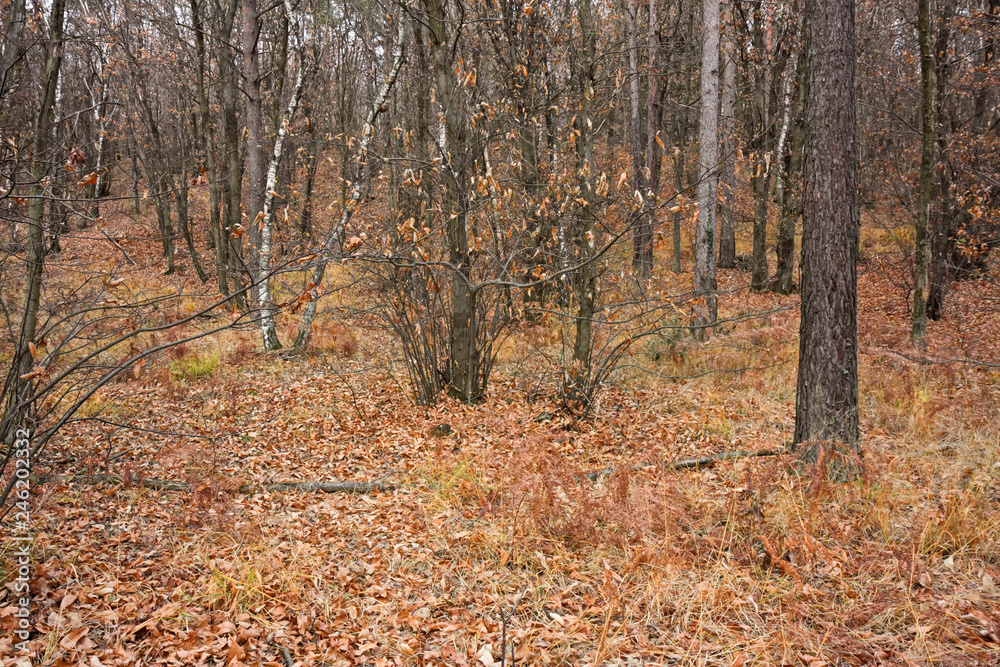 Panoramic view of a forest path on an winter afternoon. Panoramic view of a forest path on an winter afternoon.
