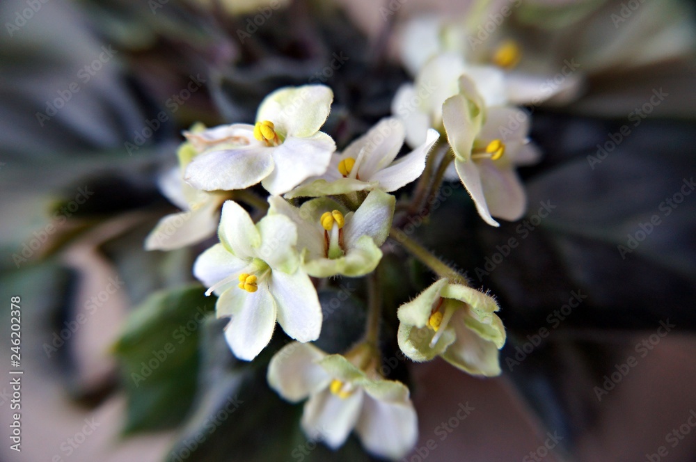 Obraz premium white flowers