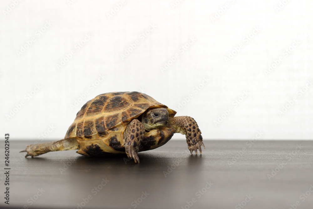 Naklejka premium Central Asian land turtle crawling on a dark table