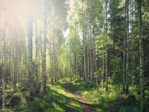 Εκτύπωση καμβά Green sunny forest in Finland