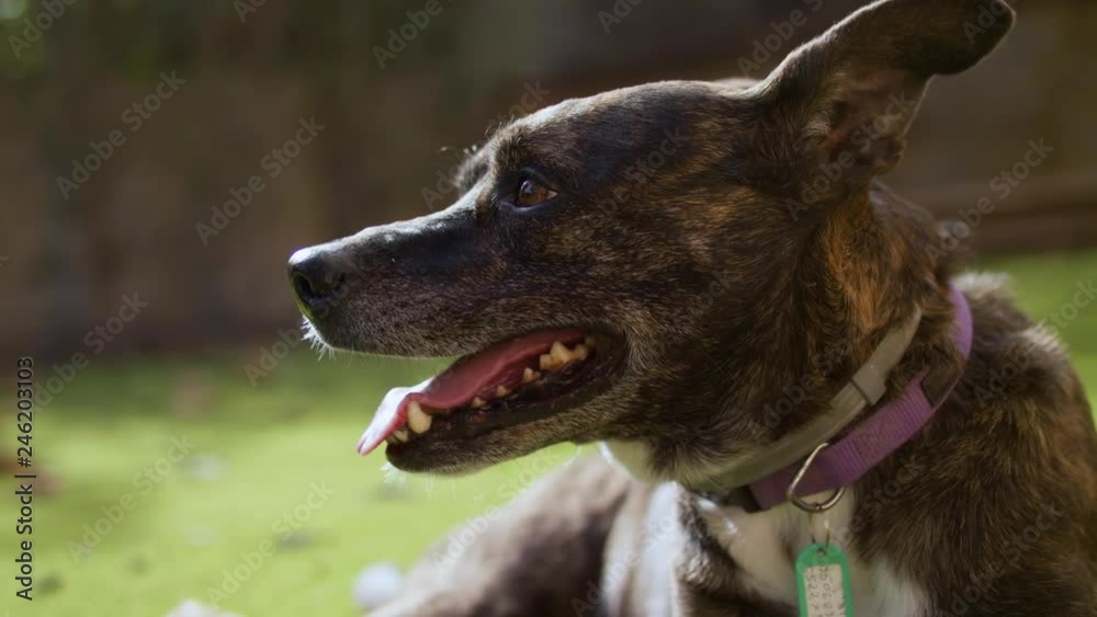 animal, canine, dog, aggressive, pet, angry, teeth, guard, furious, barking, attack, danger, anger, dangerous, mouth, aggression, purebred, vicious, closeup, cute, portrait, white, friend, puppy, ador animal, canine, dog, aggressive, pet, angry, teeth, guard, furious, barking, attack, danger, anger, dangerous, mouth, aggression, purebred, vicious, closeup, cute, portrait, white, friend, puppy, ador