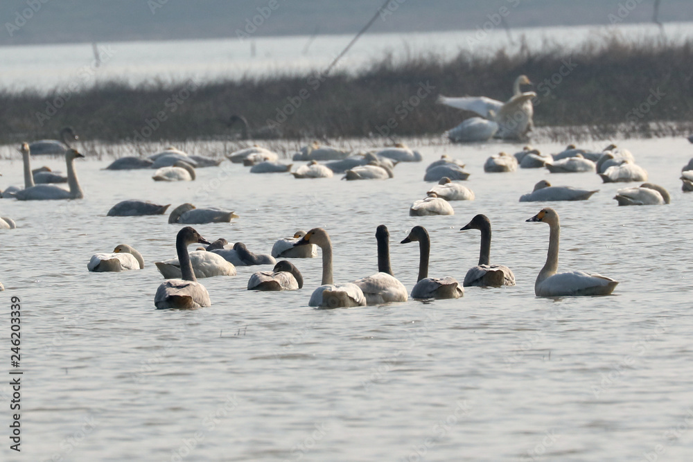 Naklejka premium swan