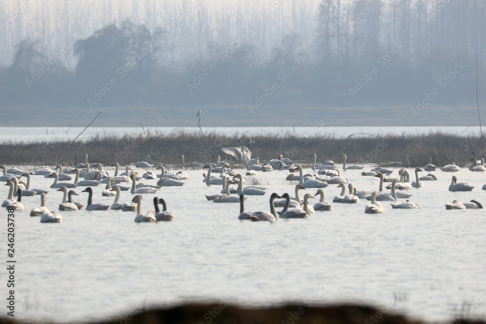 Naklejka premium swan