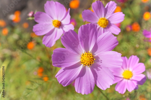 Cosmos flower fall Autumn