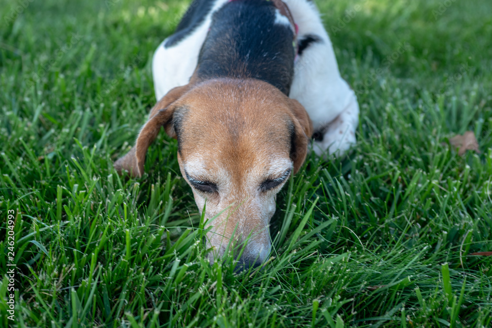 Beagle dog with nose down sniffing the grass.