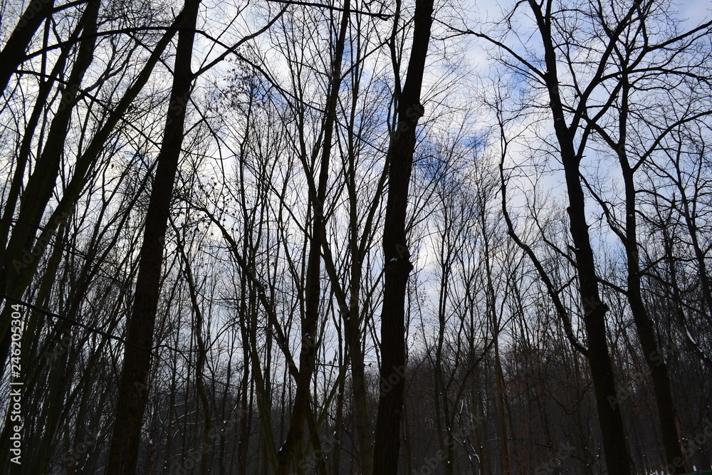 Obraz premium nature