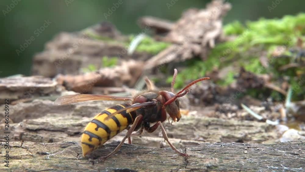 Hornisse (Vespa crabro), Abwehrhaltung StockVideo Adobe Stock