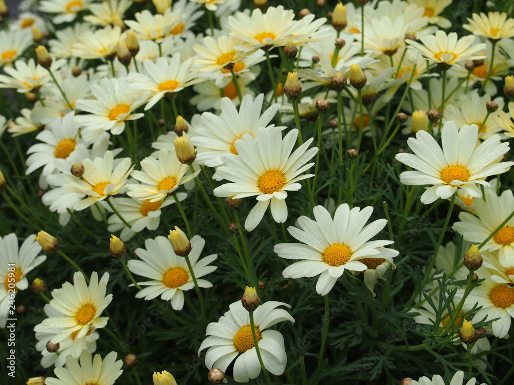 Fototapeta premium 春の花