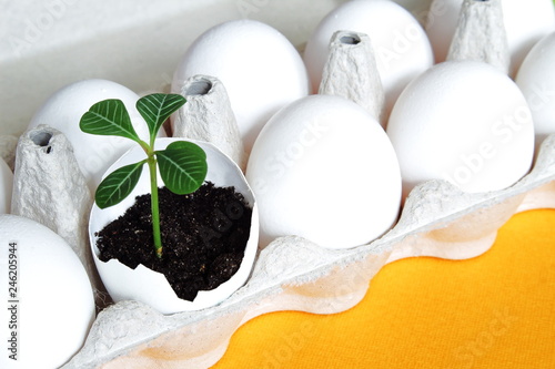 White fragile eggs and tender green sprout in eggshell as symbol of life and renewal on bright yellow background. Easter concept. Selective focus.