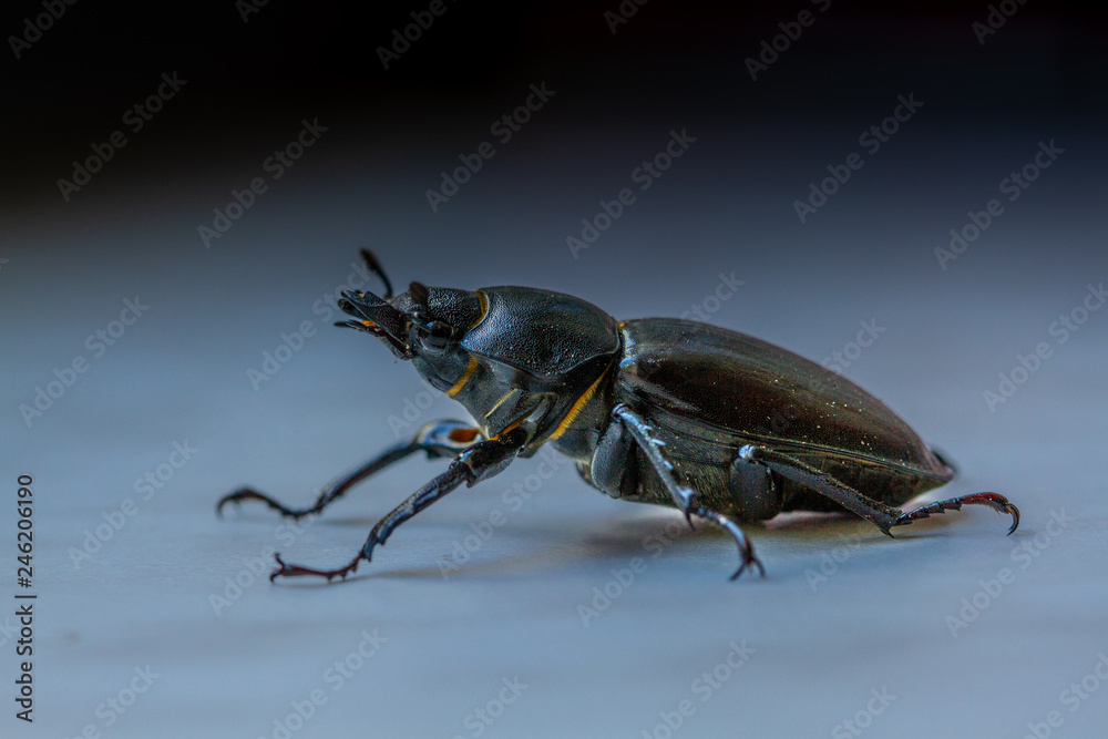 Naklejka premium Bugs