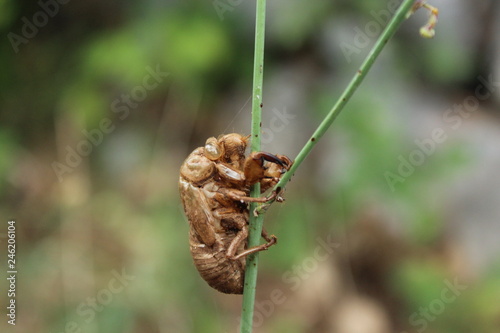 Obraz na plátne Cicada larva