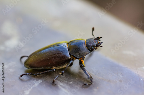 Bugs © Martin