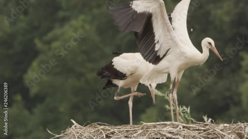 white storks in springtime