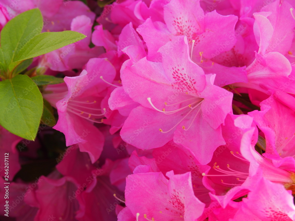 春の花 春の花