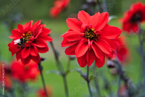 Fototapeta Naklejka Na Ścianę i Meble -  Blooming red dahlias in St James Park, London, UK