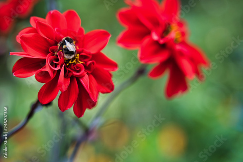 Fototapeta Naklejka Na Ścianę i Meble -  Blooming red dahlias in St James Park, London, UK
