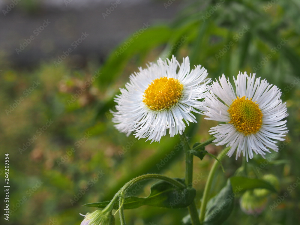Obraz premium 春の花