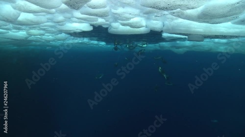 Emperor penguins (Aptenodytes forsteri) swimming to the surface and diving in hole in sea ice, underwater, Cape Washington, Antarctica