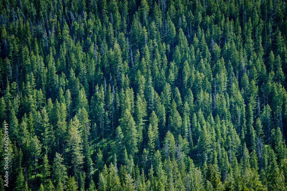 Trees Trees