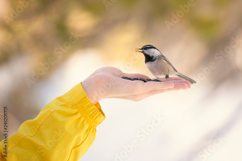 Chickadee bird feeding from human hand in winter
