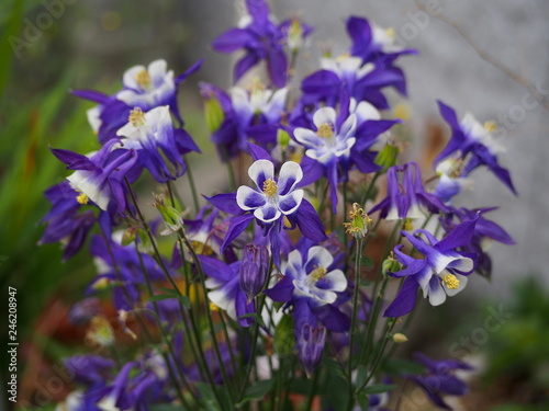 Fototapeta Naklejka Na Ścianę i Meble -  春の花