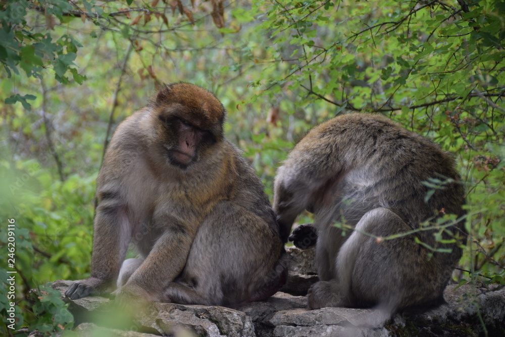 Obraz premium Singes