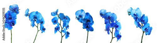 Set of beautiful blue orchid phalaenopsis flowers on white background