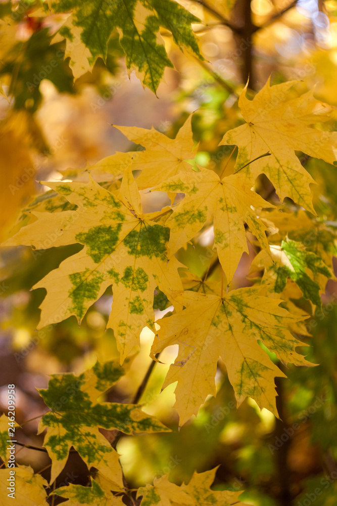 yellow maple leaves closeup in autumn on a sunny day