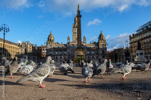 Pigeons at Goerge Square, Glasgow, Scotland, UK