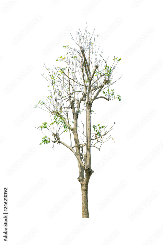 tree isolate on white background