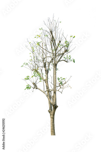 Obraz na płótnie tree isolate on white background w salonie