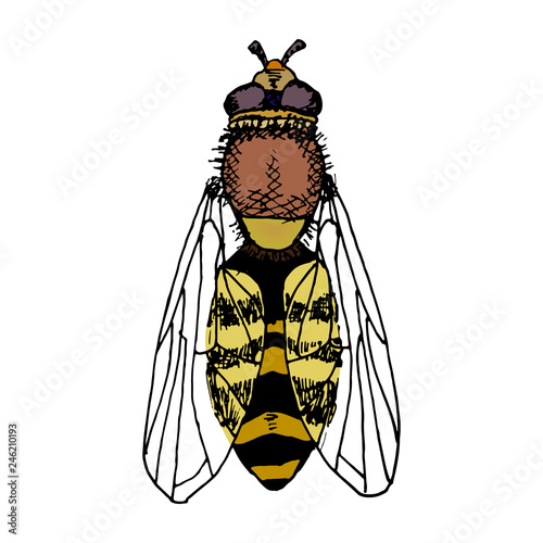 Hand-drawn bee. Color illustration isolated on white background.