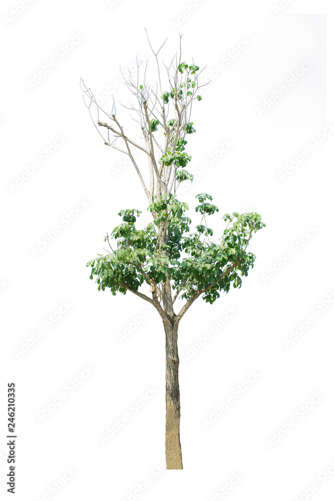 tree isolate on white background