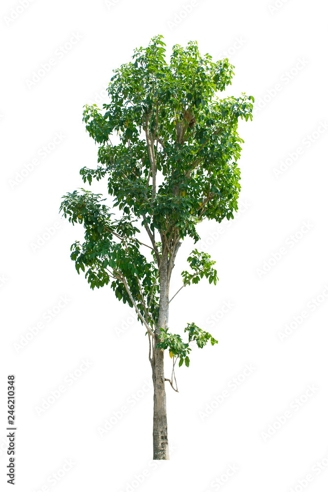 tree isolate on white background