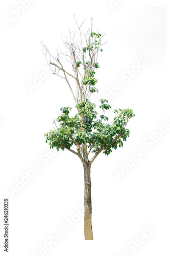 Obraz na płótnie tree isolate on white background w salonie